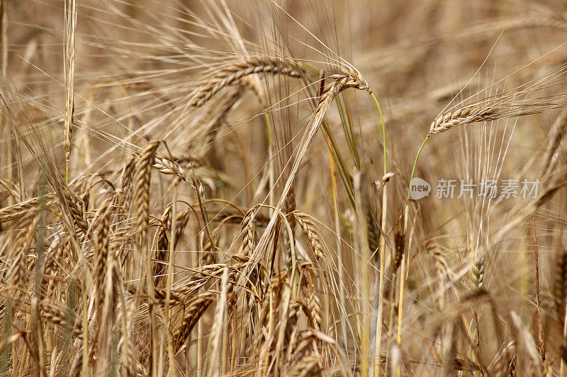 田野里成熟的大麦种子/大麦穗准备收割了